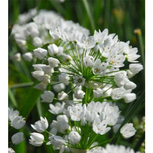 Allium neapolitanum - Díszhagyma