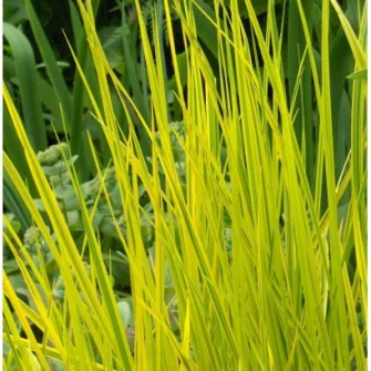 Ecsetpázsit (Alopecurus)