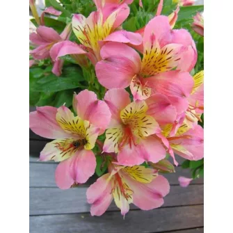 Inkaliliom (Alstroemeria)