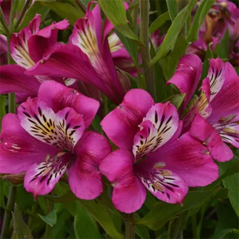 Inkaliliom (Alstroemeria)