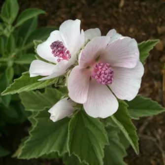 Ziliz (Althaea)