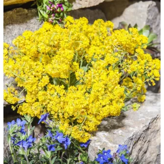 Ternye (Alyssum)