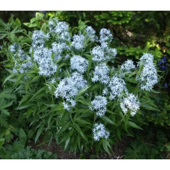 Csillagmetén (Amsonia)