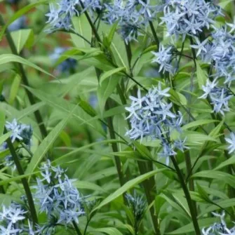 Csillagmetén (Amsonia)
