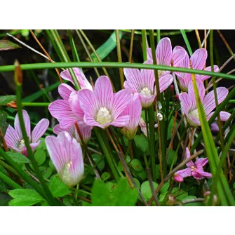 Tikszem (Anagallis)