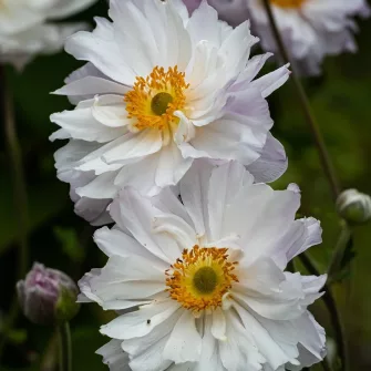 Szellőrózsa (Anemone)