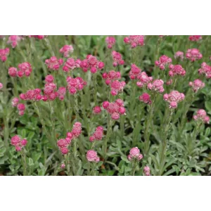 Antennaria dioica - Parlagi macskatalp