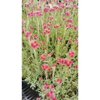 Macskatalp (Antennaria)