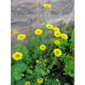 Anthemis hybrida Kelwayi - Pipitér