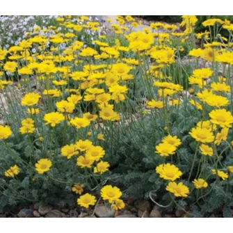 Pipitér (Anthemis)