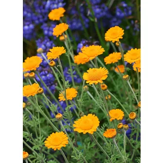 Pipitér (Anthemis)