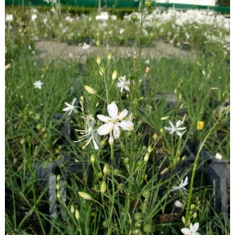 Homokliliom (Anthericum)
