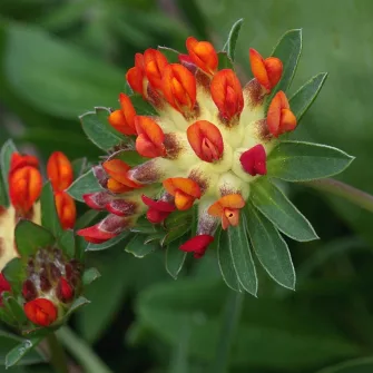 Nyúlszapuka (Anthyllis)