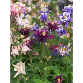 Harangláb (Aquilegia)