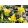 Aquilegia chrysantha Yellow Queen - Harangláb