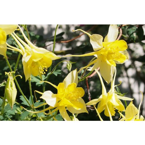 Aquilegia chrysantha Yellow Queen - Harangláb