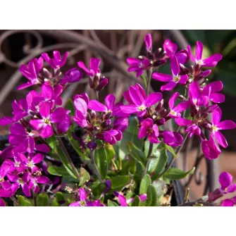 Ikravirág (Arabis)