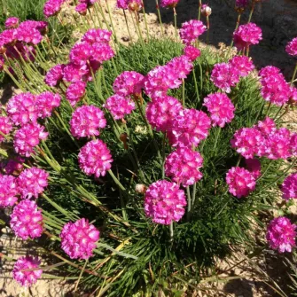 Pázsitszegfű (Armeria)