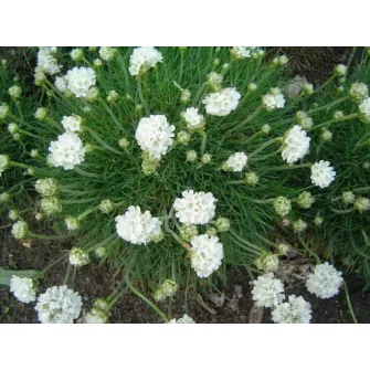 Homokhúr (Arenaria)