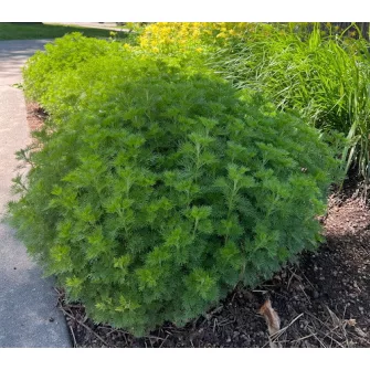 Üröm (Artemisia)