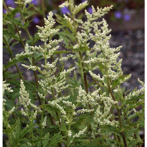 Artemisia lactiflora Elfenbein - Üröm