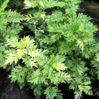 Üröm (Artemisia)