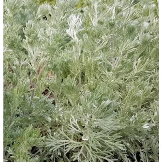 Üröm (Artemisia)