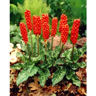 Kontyvirág (Arum)