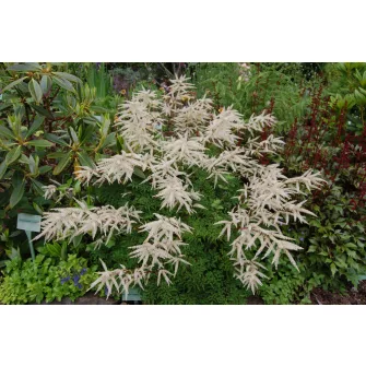 Tündérfürt (Aruncus)