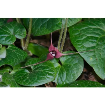 Kapotnyak (Asarum)