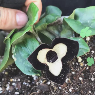 Kapotnyak (Asarum)