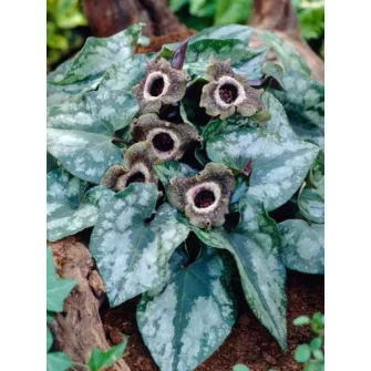 Kapotnyak (Asarum)