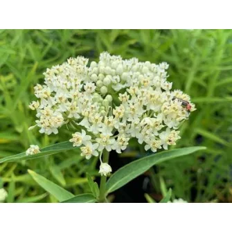Kínai leander (Asclepias)