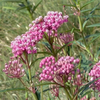 Kínai leander (Asclepias)