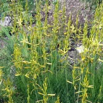 Virágoszlop (Asphodeline)