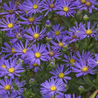 Őszirózsa (Aster)
