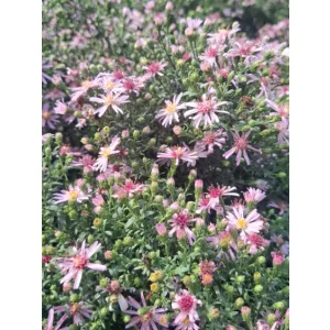 Aster laterifolius Coombe Fishacre - Évelő őszirózsa