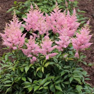 Astilbe chinensis Vision in Pink - Tollbuga