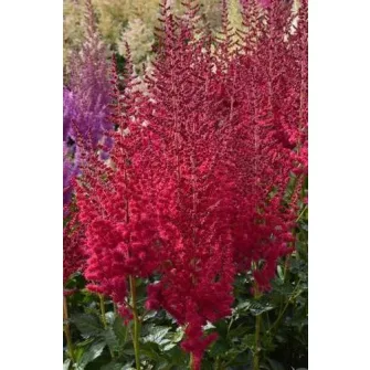 Tollbuga (Astilbe)
