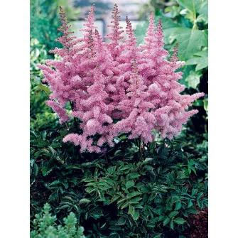 Tollbuga (Astilbe)