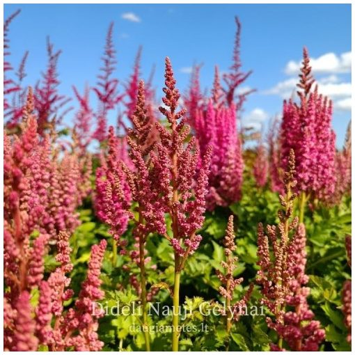 Astilbe You and Me Always - Tollbuga
