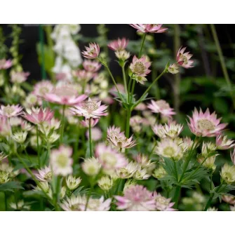 Völgycsillag (Astrantia)