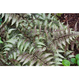 Hölgypáfrány (Athyrium)