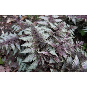Hölgypáfrány (Athyrium)