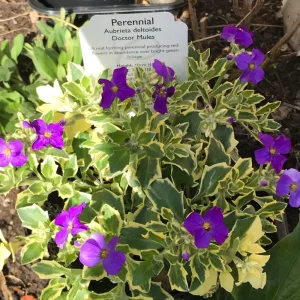 Aubrieta Dr Mules Variegated - Pázsitviola