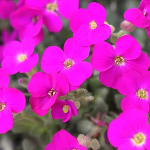 Aubrieta Rock On Pink - Pázsitviola
