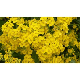 Sziklai ternye (Aurinia)