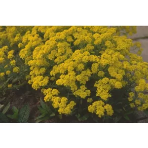Aurinia saxatilis 'Sulphurea' - Sziklai ternye