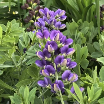 Borsófürt (Baptisia)