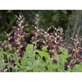 Borsófürt (Baptisia)
